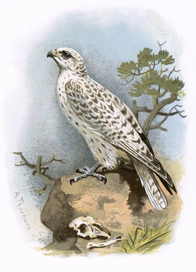 Gyr-Falcon by English School